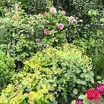 Gartenhaus Frieda Tatil Evi *